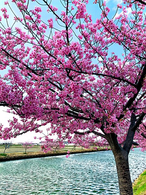 一足早いお花見✿