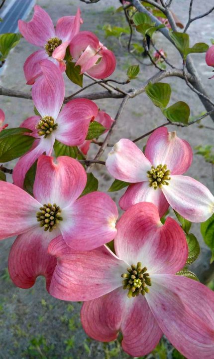 お預かり物件チラシを配布しました♪